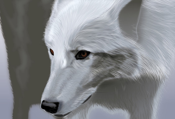 adobe-illustrator-vector-illustration-fur-white-wolf